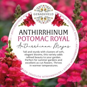 Anthirrhinum Potomac Royal (40 pelleted seeds per packet)