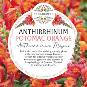 Anthirrhinum Potomac Orange (40 seeds per pelleted packet)