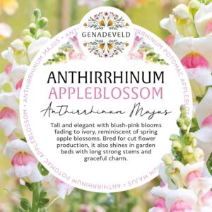 Anthirrhinum Potomac Appleblossom (40 pelleted seeds per packet)