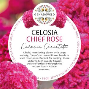 Celosia Chief Rose (50 seeds per packet)