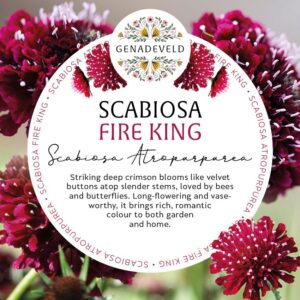 Scabiosa Fire King (50 seeds per packet)