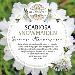Scabiosa Snowmaiden (50 seeds per packet)