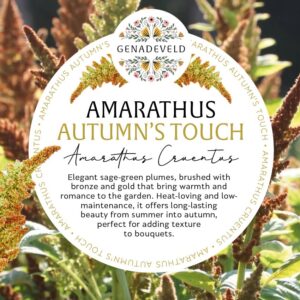 Amarathus Autumn's Touch (100 seeds per packet)