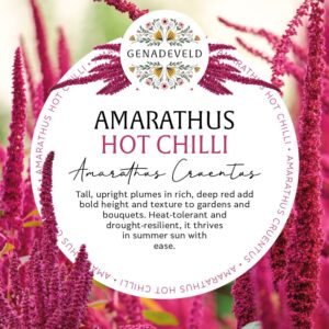 Amarathus Hot Chilli (100 seeds per packet)