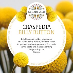 Craspedia Billy Button (100 seeds per packet)