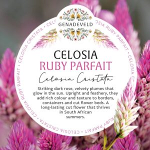 Celosia Ruby Parfait (50 seeds per packet)