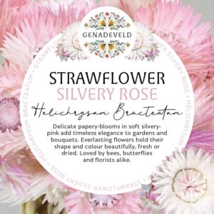 Strawflower Silvery Rose (100 seeds per packet)