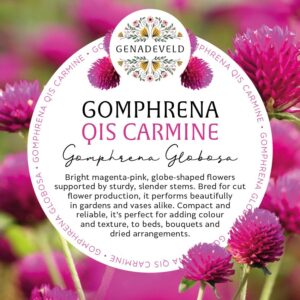Gomphrena QIS Carmine (50 seeds per packet)
