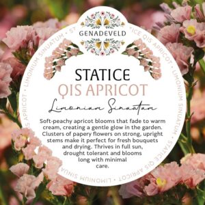 Statice Qis Apricot (50 seeds per packet)