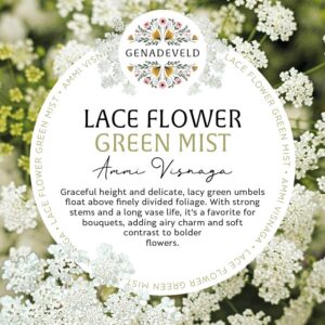 Lace Flower Green Mist (100 seeds per packet)