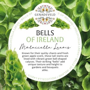 Bells of Ireland (100 seeds per packet)
